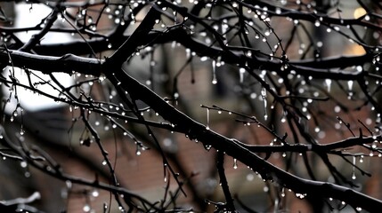  a close up of a tree with raindrops on it's branches and a building in the background.