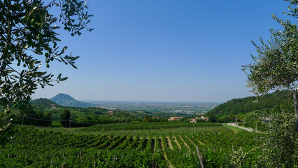 Vista panoramica sui vigneti dei Colli Euganei