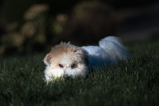 2023-12-31 A YOUNG WHITE COTON DE TULEAR LYING IN GRASS LOOKING OUT WITH A CUTE LOOK ON HIS FACE WITH A BLURRED BACKGROUND ON MERCER ISLAND WASHINGTON
