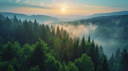 Misty forest landscape with sunrise and mountain range in the distance