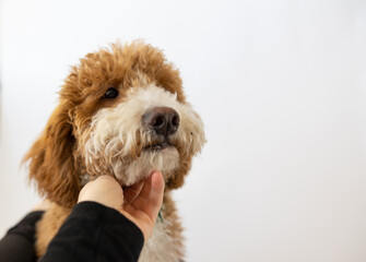 Dog Golden Doodle White Background Studio Backdrop Pet Sad Grumpy Dog