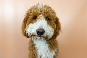 Golden Doodle Shaggy Dog Face Head Shot Up Close