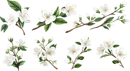 Set of Watercolor white cherry blossoms blooming elements. White cherry green leaves branch, and stem isolated on dark background. Suitable for decorative invitations, posters, or cards