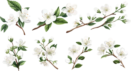 Fotobehang Set of Watercolor white cherry blossoms blooming elements. White cherry green leaves branch, and stem isolated on dark background. Suitable for decorative invitations, posters, or cards © Chelebi