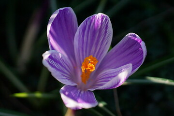 The beauty and colors of spring; spring crocus; Crocus Corsicus
