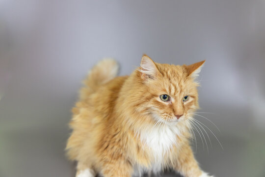Long Haired Orange Shaggy Cat, Norwegian Forest Cat Gray Studio Background Backdrop Posed Pet
