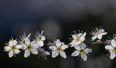A branch with small, delicate white flowers in landscape format in front of the picture. The pollen...