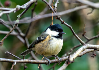 Coal Tit (Periparus ater) - Found across Europe & parts of Asia & North Africa.