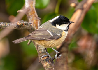 Coal Tit (Periparus ater) - Found across Europe & parts of Asia & North Africa.