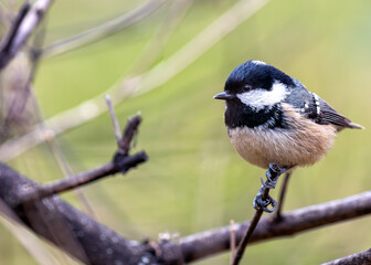 Coal Tit (Periparus ater) - Found across Europe & parts of Asia & North Africa.