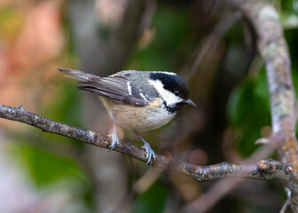 Coal Tit (Periparus ater) - Found across Europe & parts of Asia & North Africa.