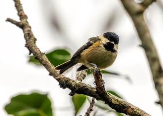 Fototapeta premium Coal Tit (Periparus ater) - Found across Europe & parts of Asia & North Africa.