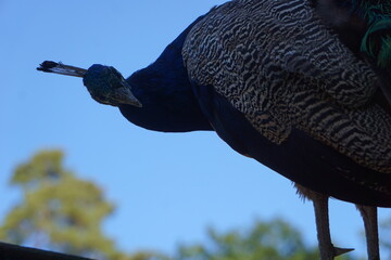 Neugieriger stolzer Pfau putzt sich seine schönen bunten Federn mit seinem Schnabel, Close Up