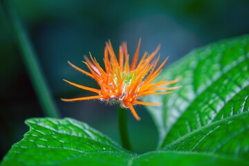 Flower of a Gurania makoyana