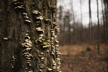 Moss-covered mushrooms growing on a tree in the forest