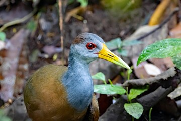 Grey cowled wood rail, Aramides cajaneus