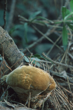 Ganoderma applanatum bracket fungus growing on trunk of trees. Sardinia, Italy