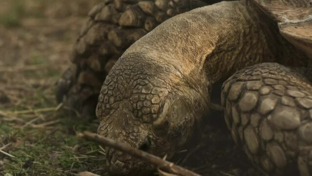 Galapagos tortoise complex is a species complex of 15 very large tortoise species in the genus Chelonoidis (which also contains three other species from mainland South America).