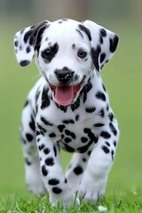 Playful dalmatian puppy joyfully running in a scenic meadow   spotted beauty in action
