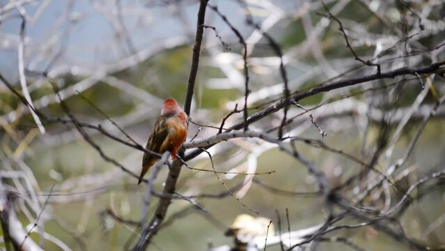 Gouldian finch