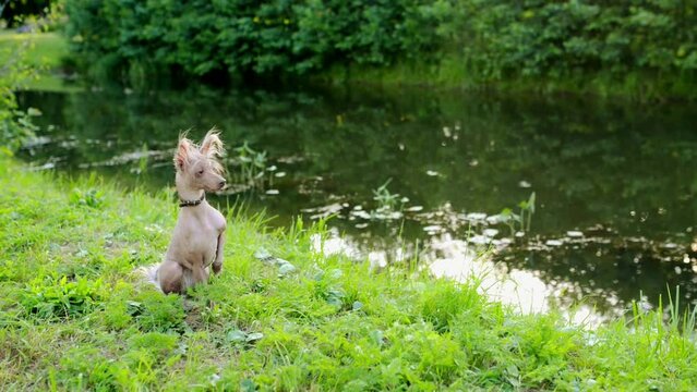 Chinese crested dog