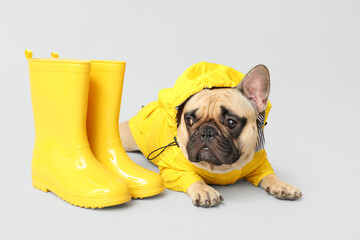 Cute French bulldog in raincoat with gumboots on light background - obrazy, fototapety, plakaty