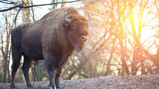 The European bison (Bison bonasus)