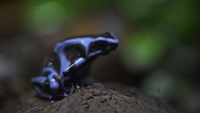 Dendrobates auratus or black poison dart frog