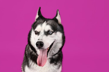 Adorable Husky dog on purple background
