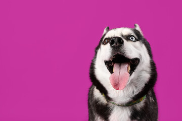 Adorable Husky dog on purple background - obrazy, fototapety, plakaty