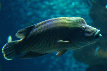 Tropical fish swimming in blue aquarium water.