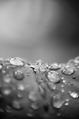 Hoja a blanco y negro con gotas de agua con un toque abstracto
