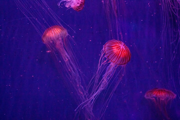 Vibrant jellyfish swimming in a deep blue underwater scene with a mystical glow.
