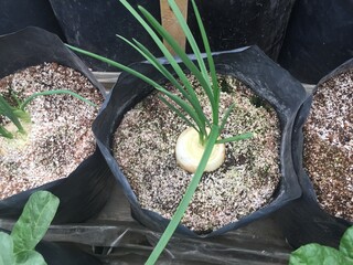 onions growing in a garden