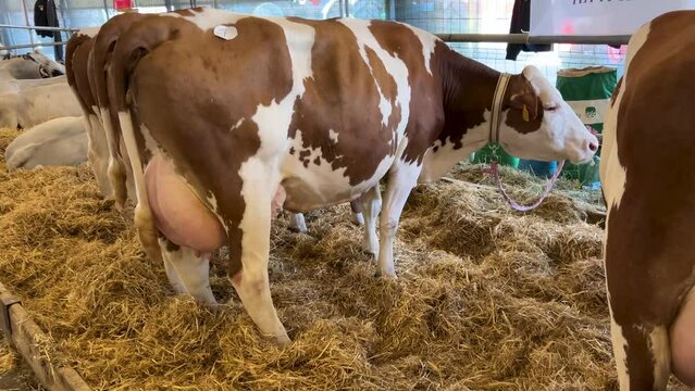 Italian red spotted cow with large udders full of milk on straw in barn