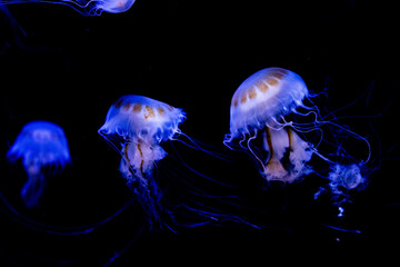 Glowing jellyfish swimming in the dark ocean depths, showcasing bioluminescence. © iSky Media