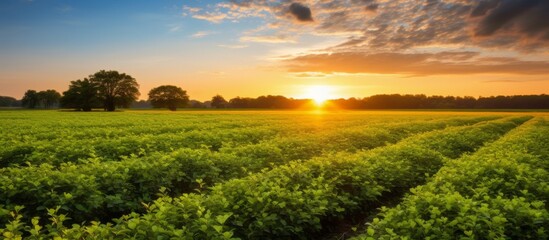 As the sun sets, casting a golden glow over the horizon, the sky above the natural landscape transforms into a canvas of vibrant colors, illuminating the field of green plants - obrazy, fototapety, plakaty