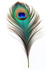 Obraz premium Beautiful peacock feather isolated on white background
