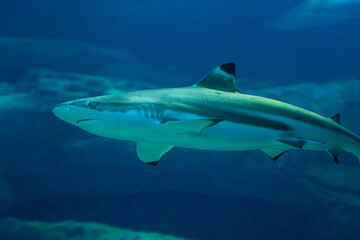 Underwater view of a solitary shark swimming near the ocean floor amidst blue waters.