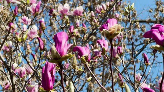 Magnolia in bloom in the springtime. Pink flowers on a branch. 4k video.
