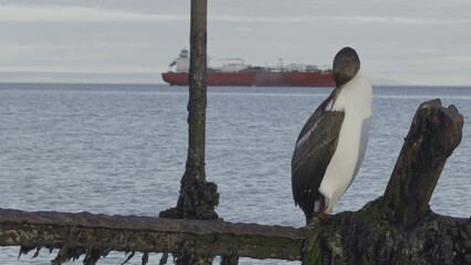 Slow-Motion Emperor Cormorant Preening on Old Wooden Pier