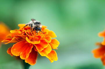 macro image of bee on orange flower in summer
