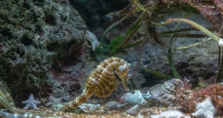 Seahorse camouflaged among aquatic plants and rocks in a serene underwater scene.