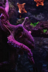 Close-up of a purple octopus in a dark aquarium with starfish in the background, showcasing marine life and underwater beauty.