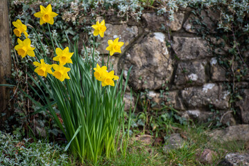 Obraz premium flowers on the rock