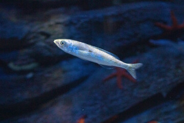 Single small fish swimming in a serene blue aquarium environment with subtle lighting and dark background.