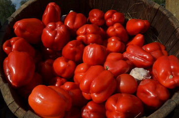Vibrant and appealing fresh sweet red bell peppers in a rustic wooden Barrel. Harvest bounty, agriculture, healthy living