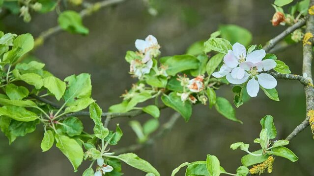 Blossoming apple tree. Apple is an edible fruit produced by an apple tree (Malus domestica). Apple trees are cultivated worldwide and are the most widely grown species in the genus Malus.