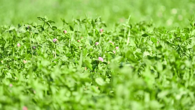 Trifolium pratense (Purple, Cowgrass, Medium red, Peavine, Mammoth, Chilean, Honeysuckle, Broad-leaved or Chilian Clover, Cowgrass, Meadow Honeysuckle or Trefoil) is flowering plant in family Fabaceae