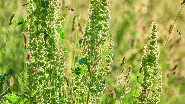 Rumex crispus, curly dock, curled dock or yellow dock, is perennial flowering plant in family Polygonaceae, native to Europe and Western Asia.